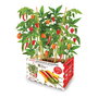Batlle - Caja de Pimientos Picantes con Semillas de Guindilla Roja, Anaheim, Jalapeño y Habanero para Cultivar - Kit de Huerto 30 x 19.5 x16.2 cm