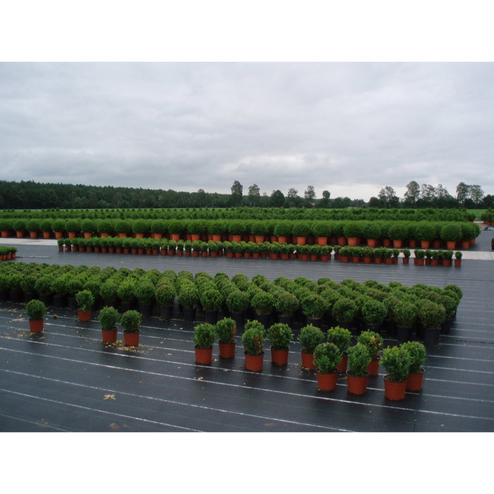 Malla antihierba 100 gr/m² 1 x 10 m color verde