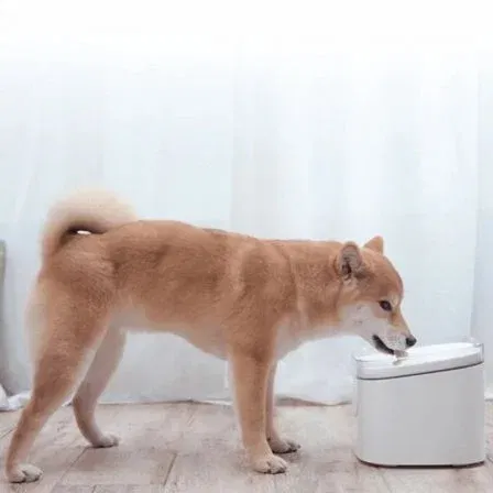 Fuente Inteligente para Mascotas Xiaomi Smart Pet Fountain/ 2L/ Control desde APP