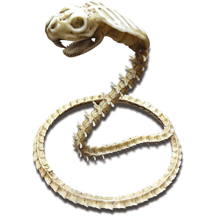 My Other Me Cobra Esqueleto 50 x 43 x 13 cm