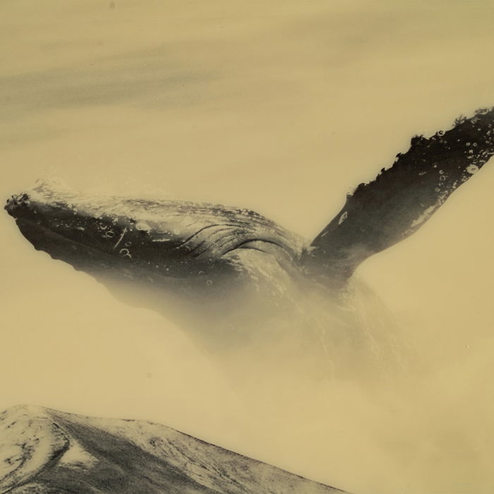 Lienzo 80 x 2,5 x 80 cm Ballena