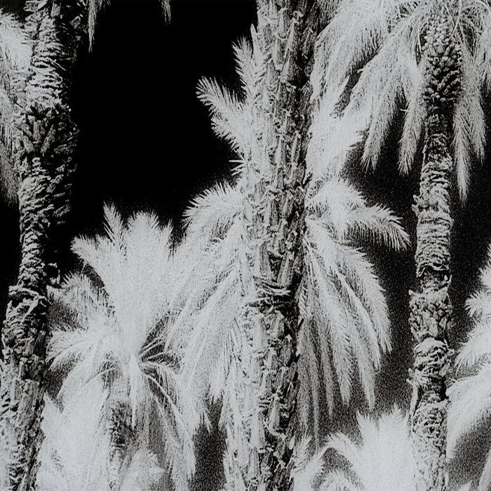 Cuadro Impresión Palmeras 120 X 4 X 70 cm