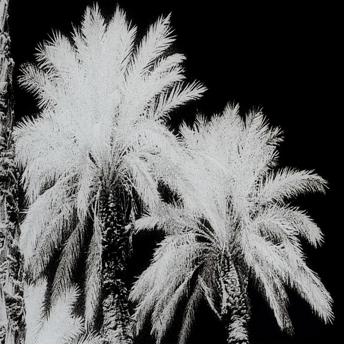 Cuadro Impresión Palmeras 120 X 4 X 70 cm