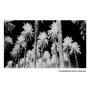 Cuadro Impresión Palmeras 120 X 4 X 70 cm