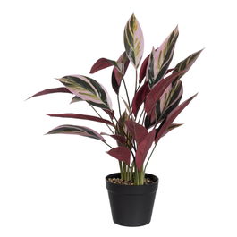 Planta Decorativa 43 x 40 x 55 cm Verde Ave del paraíso