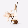 ISSEY MIYAKE L'eau d'issey eau&magnolia Eau de Toilette Intense 50 ml Vaporizador