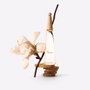 Issey Miyake L'Eau d'Issey Eau & Magnolia Eau de Toilette Intense 50 ml