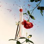 KENZO FLOWER BY KENZO L'ABSOLUE Eau de Parfum 50 ml