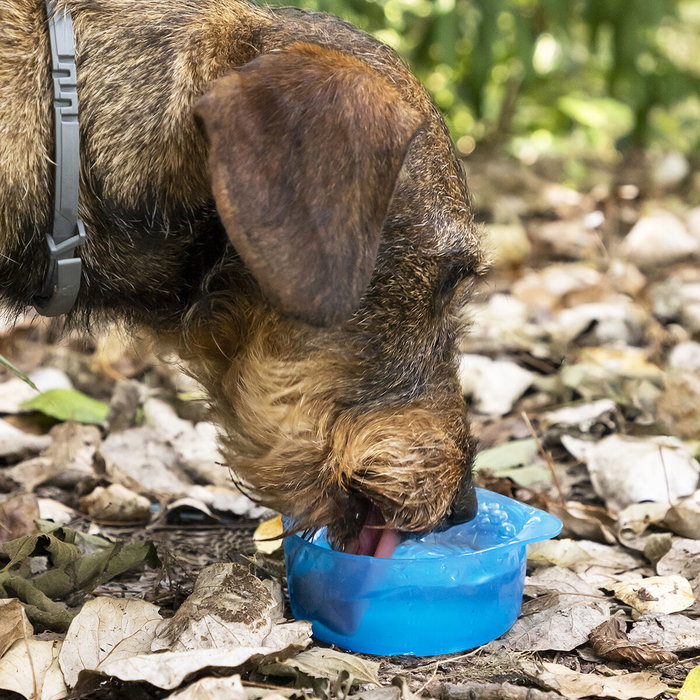 Innovagoods Botella con Depósito de Agua y Comida para Mascotas 2 en 1 Portátil 500ml