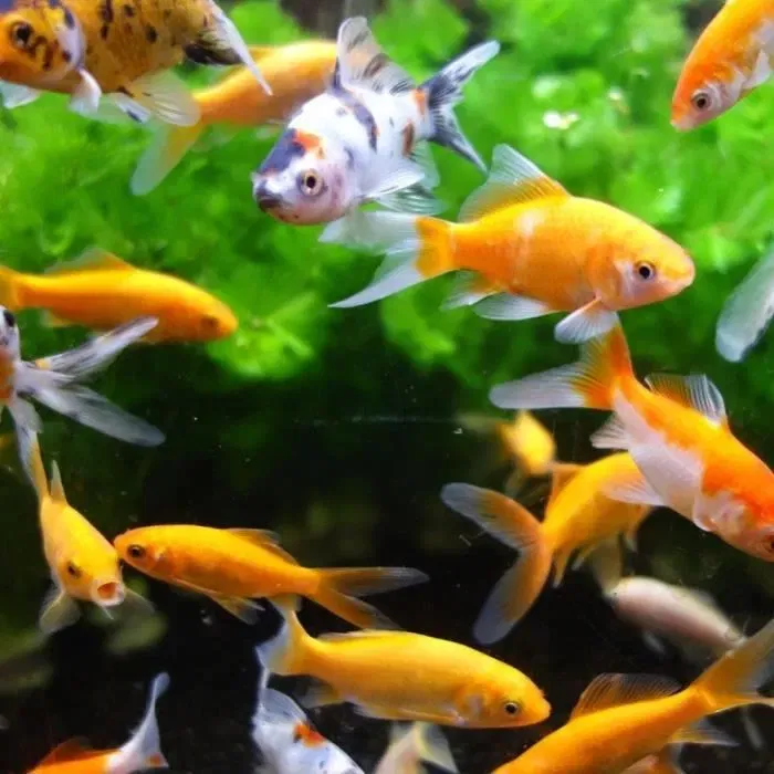 AIMÉ Aimant nettoyeur pour vitres d'aquarium 10 cm - Pour un nettoyage facile et efficace sans se mouiller les mains