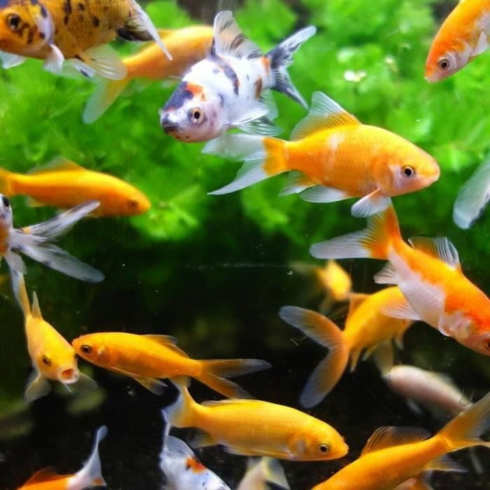 Aimé Aimant nettoyeur pour vitres d'aquarium 10 cm
