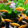Aimé Aimant nettoyeur pour vitres d'aquarium 10 cm