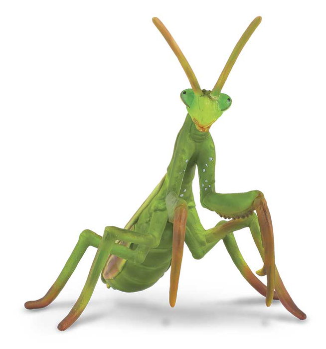 COLLECTA Figurine Mantis Religiosa Modèle 88351 Échelle L - Réplique Détailée Peinte à la Main, Matériaux Haute Qualité, Insecte pour Collection (+3 ans) COLLECTA Figurine Mantis Religiosa Modèle 88351 Échelle L - Réplique Détailée Peinte à la Main, Matériaux Haute Qualité, Insecte pour Collection (+3 ans)