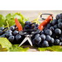 Ciseaux de jardin Stocker 19 cm Récolte des fruits et légumes Raisins