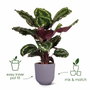 Elho Lot de 3 pots de fleurs Jazz ronds - Lila et Blanc
