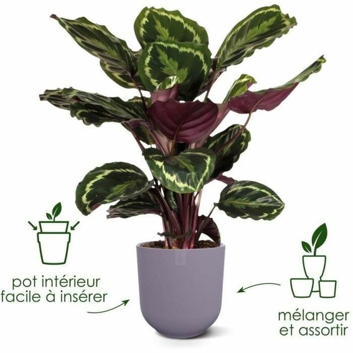 Elho Lot de 3 pots de fleurs Jazz ronds - Lila et Blanc