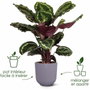 Elho Lot de 3 pots de fleurs Jazz ronds - Lila et Blanc