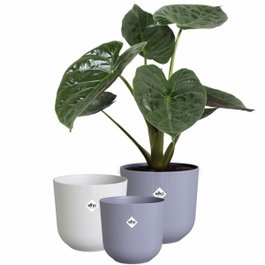 Elho Lot de 3 pots de fleurs Jazz ronds - Lila et Blanc