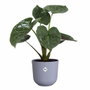 Elho Lot de 3 pots de fleurs Jazz ronds - Lila et Blanc