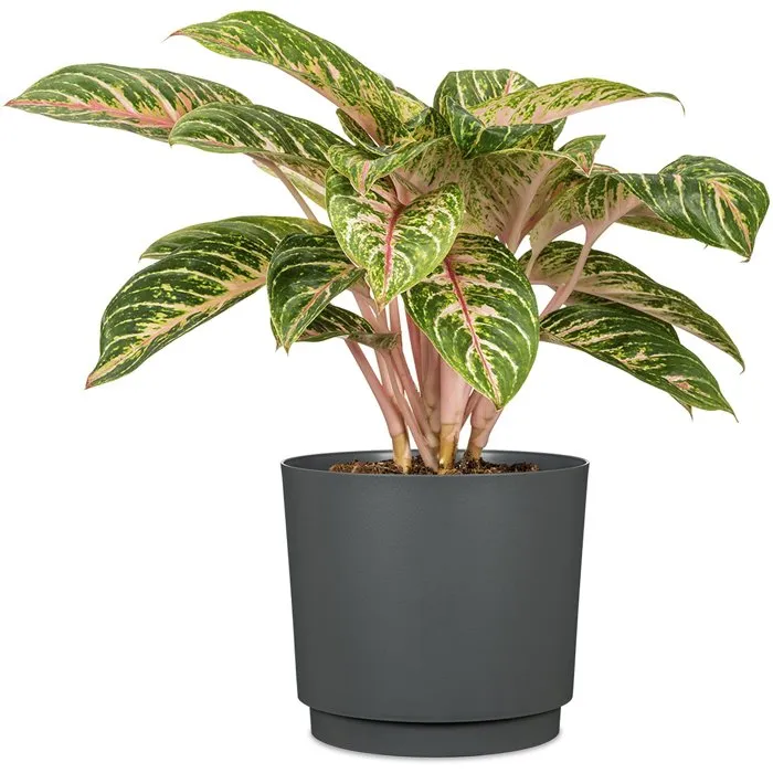 Deroma Pot de Fleurs Rond 236 13 Litres - 29 cm de Diametre - Noir - Design Elegant et Durable pour Interieur et Exterieur Deroma Pot de Fleurs Rond 236 13 Litres - 29 cm de Diametre - Noir - Design Elegant et Durable pour Interieur et Exterieur