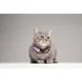 Tickless Mini Cat - Répulsif ultrason chat - Protection contre les tiques et puces - Organ Purple
