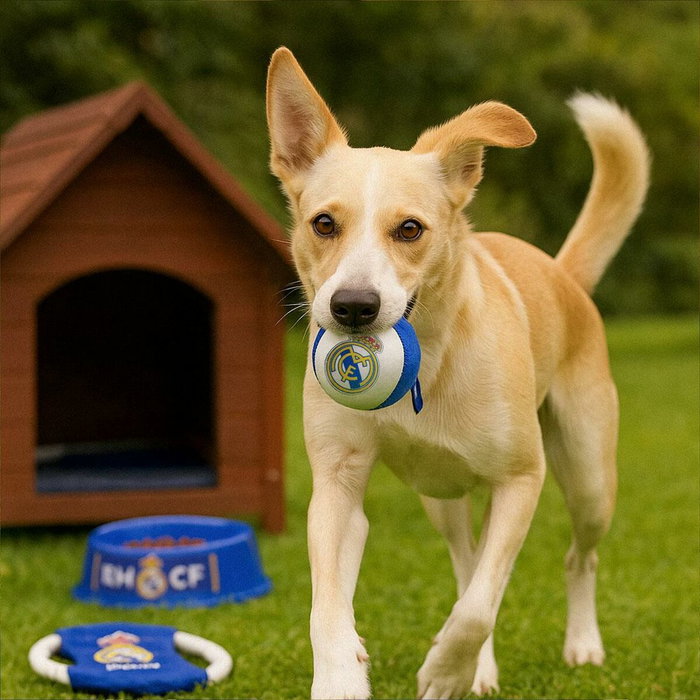 Coffret de bienvenue pour chiens Real Madrid C.F. Bleu 21,0 x 21,0 x 8,8 cm 3 Pièces