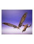 Tamashii Nations S.H. MonsterArts Figurine Suko & Mothra 2024 Version - Godzilla vs Kong - 7 cm, 29 cm - Pack de 2