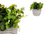 IBERGARDEN Plante verte avec fleurs blanches et pot gris