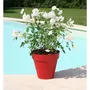 Riviera Soleilla - Pot de fleurs rond, diamètre 49 x hauteur 44.8 cm, couleur rouge, résistant au gel et aux UV, 50 litres, polypropylène