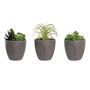 Plante décorative DKD Home Decor Gris Beige Polyéthylène Vert polypropylène (11 x 11 x 15 cm) (3 Unités)
