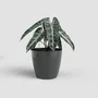 ARTEVASI San Remo SWS 30 BR - Pot de fleurs sur pieds pour intérieur et extérieur - Plastique résistant aux UV - 30 x 27 cm, 14.5 L - Gris anthracite
