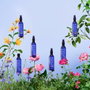 Melvita Eau de Fleurs Eau Florale de Rose 200 ml sans spray