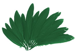 Innspiro Plumes indio vert (60 unités)