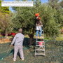 SATURNIA Bâche de récolte 8 x 12 mètres en HDPE 90 g/m²