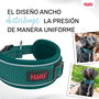 Collier pour Chien Company of Animals Turquoise