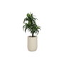 Home ESPRIT Plante décorative Résine Polyéthylène 50 x 50 x 102 cm