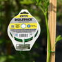 WOLFPACK LINEA PROFESIONAL Fil de fer plastifié vert avec distributeur 50 m