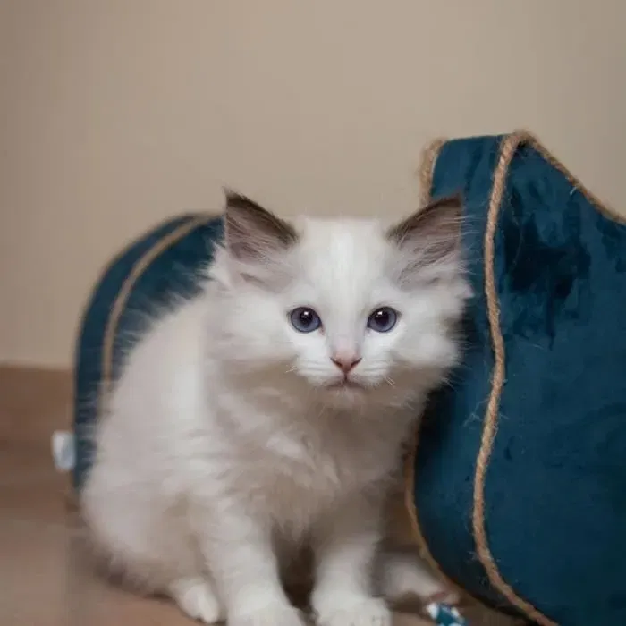 Tyrol Griffoir Horizontal Allure pour Chat, 44 x 22 x 21 cm en Carton Recyclé avec Tête de Chat, Velours Bleu et Sachet d'Herbe à Chat