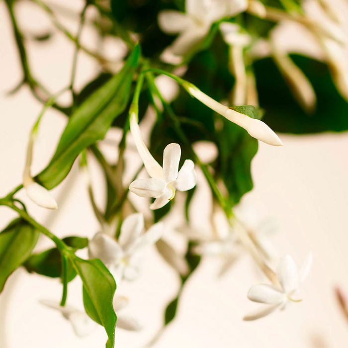 Rituals COLLECTION PRIVÉE Bâtonnets parfumés SWEET JASMINE 450 ml