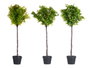 Ibergarden Arbre Fougère Vert Assortis 35x96x16 cm Plastique Noir/Vert (Set de 3)