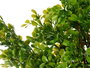 Ibergarden Arbre Fougère Vert Assortis 35x96x16 cm Plastique Noir/Vert (Set de 3)