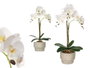 IBERGARDEN Orchidée avec 3 tiges et pot en ciment blanc