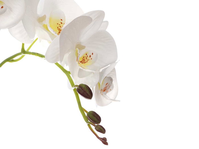 IBERGARDEN Orchidée avec 3 tiges et pot en ciment blanc