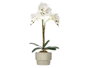 IBERGARDEN Orchidée avec 3 tiges et pot en ciment blanc