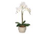 IBERGARDEN Orchidée avec 3 tiges et pot en ciment blanc