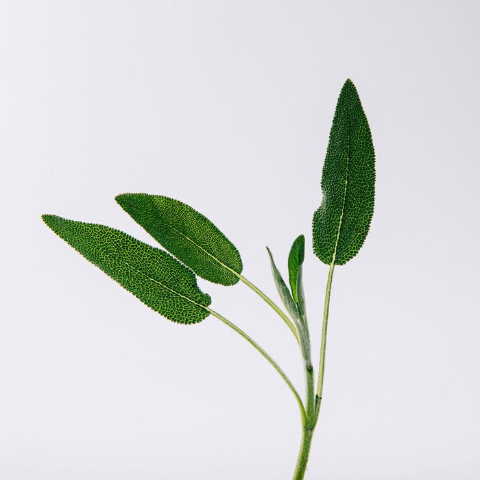 Loewe Eau de Parfum Solo Vulcan Vapo 50 ml Boisée Aromatique