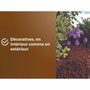 Or Brun Mulch de Pouzzolane Brown Gold 6 L