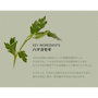 Beauty Of Joseon Stick Solaire Matifiant Armoise et Camélia SPF 50+