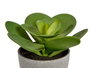 Ibergarden Maceta Planta Hoja Redonda Grande 18x18x18,5 cm Plastique Vert/Gris (Set de 12)