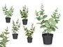 Ibergarden Pot Plante Feuille Ronde Mat Brillant Couleurs Assorties 16x35x10 cm (Set de 12)